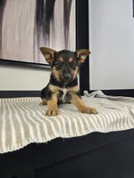 Jack, a male Australian Cattle Dog and German Shepherd Dog for sale in Franklin, IN – 5 of 5
