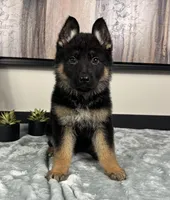 Emmy, a female German Shepherd Dog for sale in Franklin, IN – Photo 5 of 6