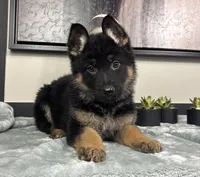 Emmy, a female German Shepherd Dog for sale in Franklin, IN – Photo 3 of 6