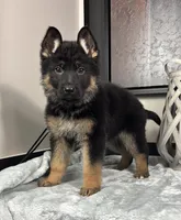 Emmy, a female German Shepherd Dog for sale in Franklin, IN – Photo 6 of 6