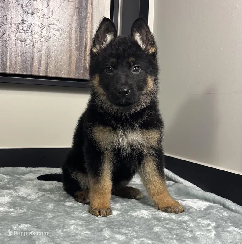 Emmy, a female German Shepherd Dog for sale in Franklin, IN – Photo 1 of 6