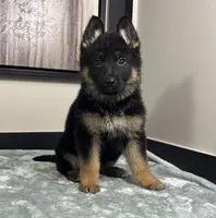 Emmy, a female German Shepherd Dog for sale in Franklin, IN – Photo 1 of 6