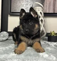 Emmy, a female German Shepherd Dog for sale in Franklin, IN – Photo 2 of 6