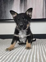 James, a male Australian Cattle Dog and German Shepherd Dog for sale in Franklin, IN – 5 of 6