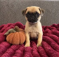 Pumpkin , a female Pug for sale in Franklin, IN – 7 of 7