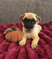 Pumpkin , a female Pug for sale in Franklin, IN – 5 of 7