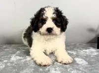 Henry, a male Poodle - Miniature  and Bernedoodle for sale in Franklin, IN – 1 of 6