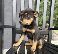 Millie , a female Rat Terrier and Chihuahua for sale in Franklin, IN – 6 of 6