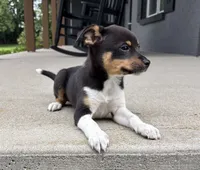 Poppy, a female Rat Terrier and Chihuahua for sale in Franklin, IN – 2 of 6