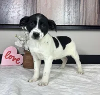 Rosey, a female Rat Terrier and Labrador Retriever for sale in Franklin, IN – Photo 4 of 5