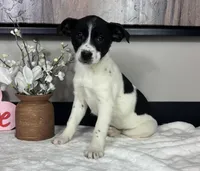 Rosey, a female Rat Terrier and Labrador Retriever for sale in Franklin, IN – Photo 5 of 5