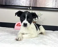 Rosey, a female Rat Terrier and Labrador Retriever for sale in Franklin, IN – Photo 1 of 5