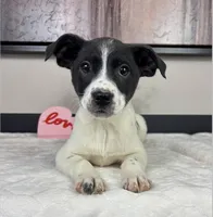 Rosey, a female Rat Terrier and Labrador Retriever for sale in Franklin, IN – Photo 2 of 5