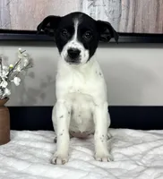 Rosey, a female Rat Terrier and Labrador Retriever for sale in Franklin, IN – Photo 3 of 5