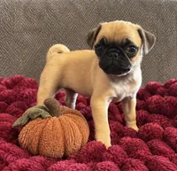 Pumpkin , a female Pug for sale in Franklin, IN – 4 of 7