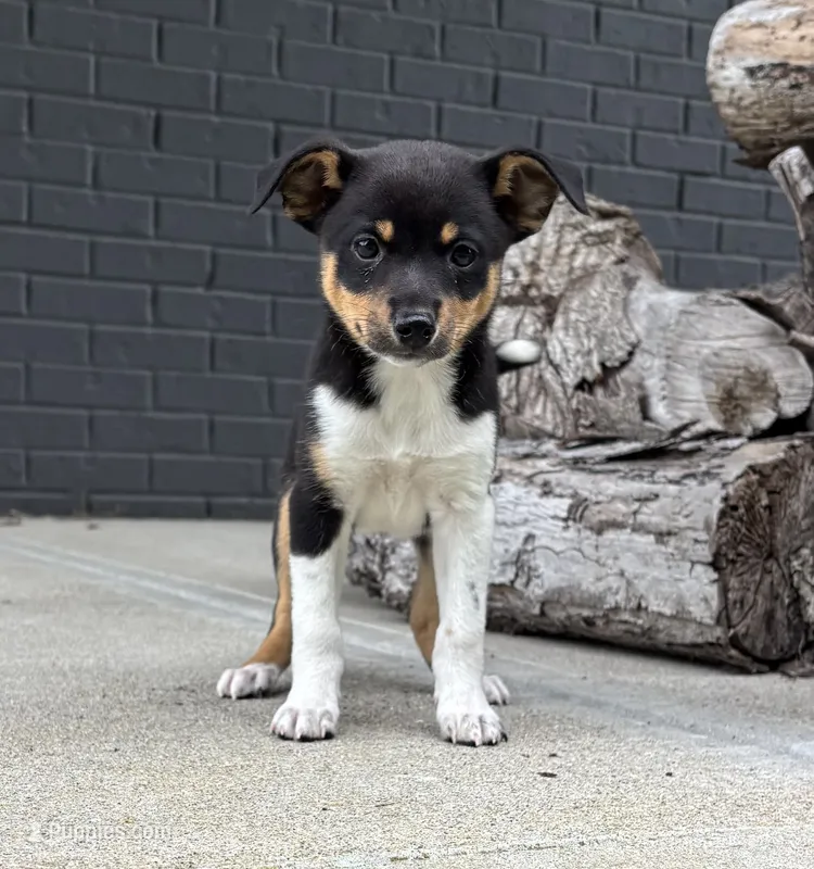 Poppy – Jack Russell Terrier, Rat Terrier puppy for sale in Franklin, IN