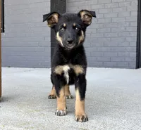 Willow, a female Australian Shepherd and German Shepherd Dog for sale in Franklin, IN – 6 of 6