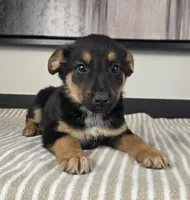 Cooper, a male Australian Cattle Dog and German Shepherd Dog for sale in Franklin, IN – 2 of 5