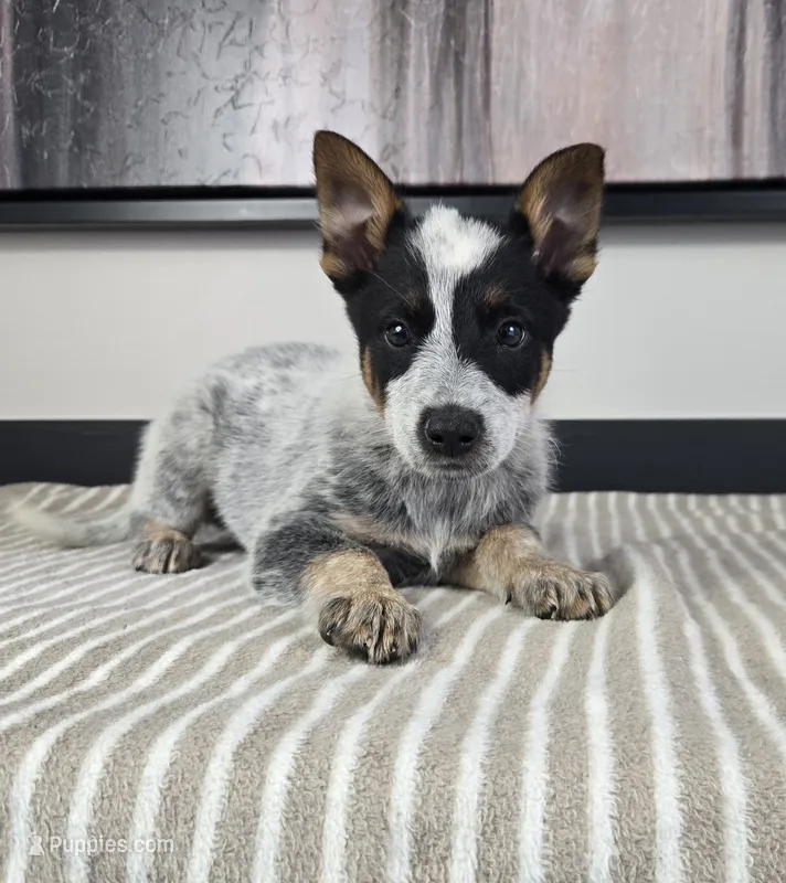 Luke – Australian Cattle Dog, German Shepherd Dog puppy for sale in Franklin, IN