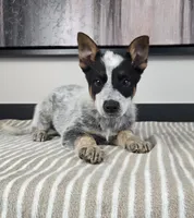 Luke, a male Australian Cattle Dog and German Shepherd Dog for sale in Franklin, IN – 1 of 5