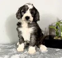 Jake , a male Poodle - Miniature  and Bernedoodle for sale in Franklin, IN – 2 of 5