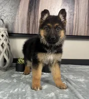 Ava, a female German Shepherd Dog for sale in Franklin, IN – Photo 4 of 6