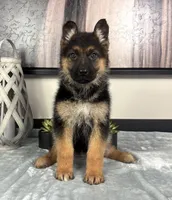 Ava, a female German Shepherd Dog for sale in Franklin, IN – Photo 5 of 6