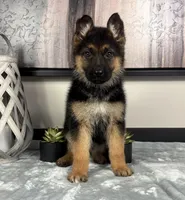 Ava, a female German Shepherd Dog for sale in Franklin, IN – Photo 6 of 6