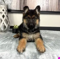 Ava, a female German Shepherd Dog for sale in Franklin, IN – Photo 1 of 6