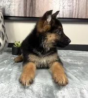 Ava, a female German Shepherd Dog for sale in Franklin, IN – Photo 3 of 6