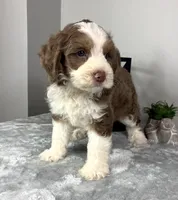 Sam, a male Poodle - Miniature  and Bernedoodle for sale in Franklin, IN – 4 of 5