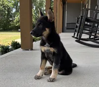 Brody, a male Australian Shepherd and German Shepherd Dog for sale in Franklin, IN – 7 of 9