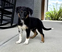 Scout, a male Australian Shepherd and German Shepherd Dog for sale in Franklin, IN – 5 of 6