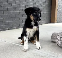 Scout, a male Australian Shepherd and German Shepherd Dog for sale in Franklin, IN – 2 of 6