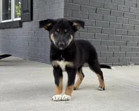 Willow, a female Australian Shepherd and German Shepherd Dog for sale in Franklin, IN – 4 of 8