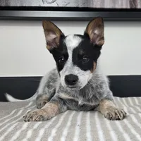Luke, a male Australian Cattle Dog and German Shepherd Dog for sale in Franklin, IN – 5 of 5