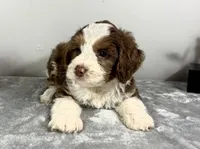 Sam, a male Poodle - Miniature  and Bernedoodle for sale in Franklin, IN – 4 of 5