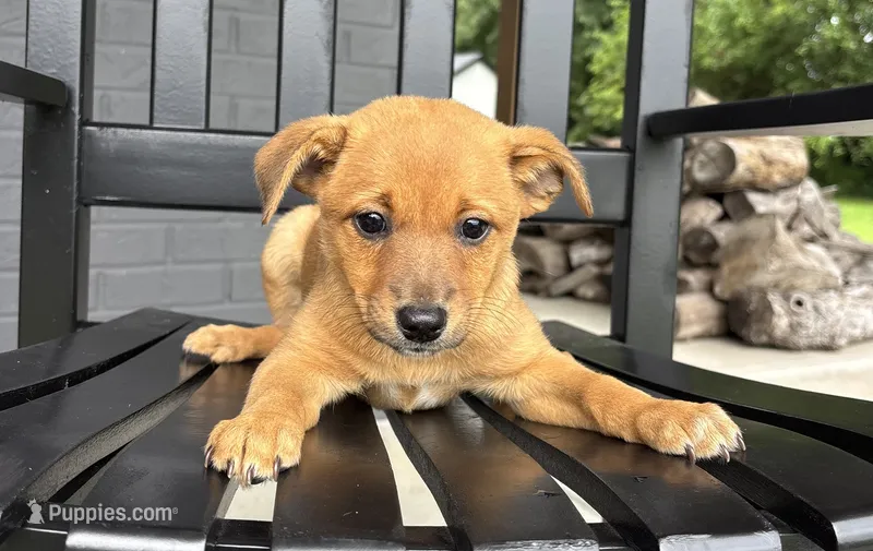 Daisy – Jack Russell Terrier, Rat Terrier puppy for sale in Franklin, IN