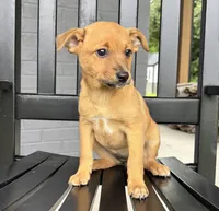 Daisy, a female Rat Terrier and Chihuahua for sale in Franklin, IN – 7 of 8