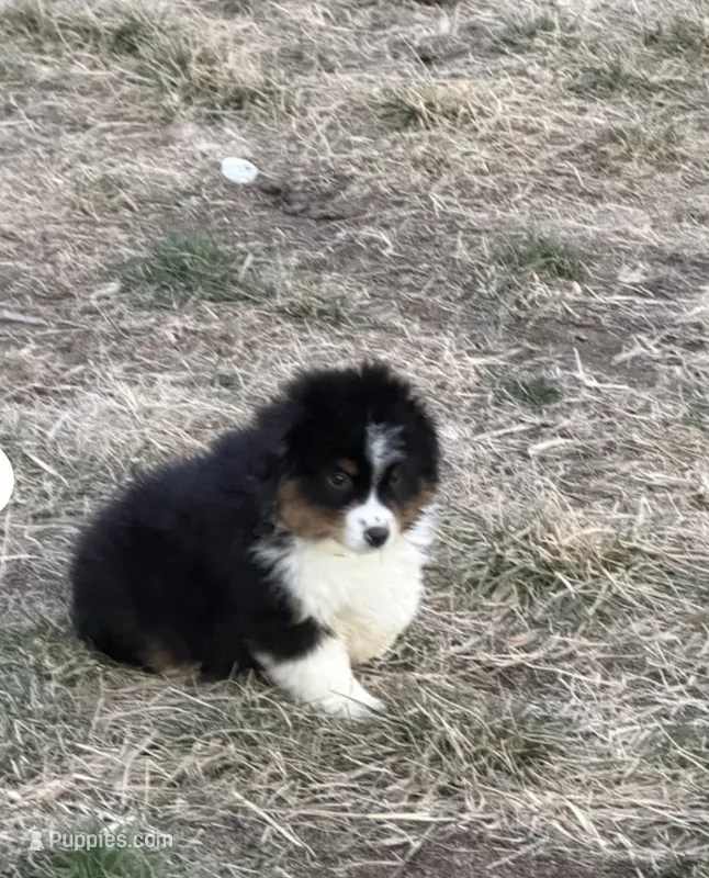 Buck – Miniature Australian Shepherd puppy for sale in Lincoln, NE