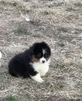 Buck, a male Miniature Australian Shepherd for sale in Lincoln, NE – 1 of 4