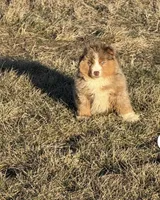 Bear, a male Miniature Australian Shepherd for sale in Lincoln, NE – 2 of 3