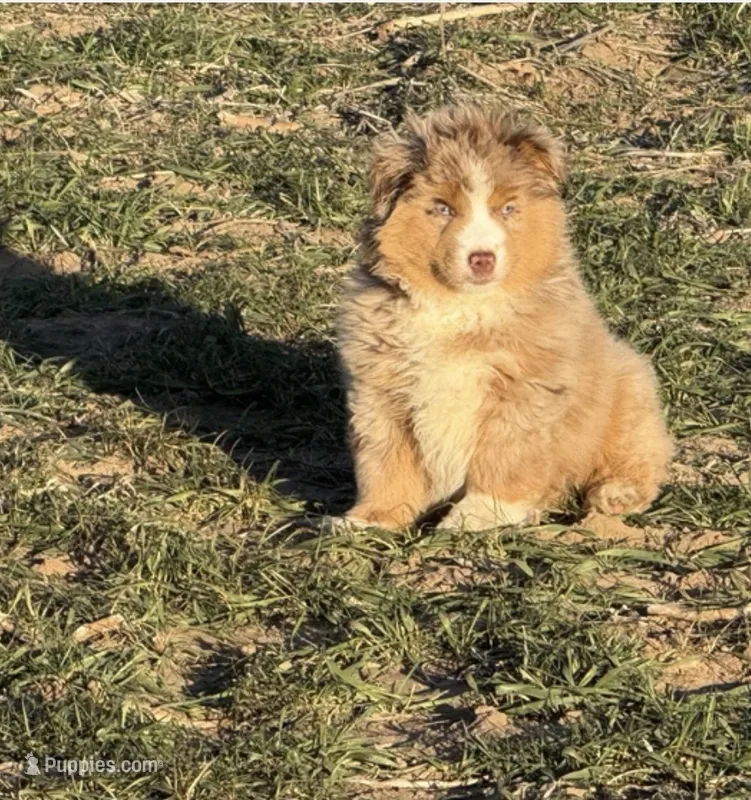 Bear – Miniature Australian Shepherd puppy for sale in Lincoln, NE