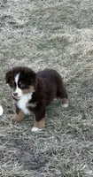 Blaze, a male Miniature Australian Shepherd for sale in Lincoln, NE – 3 of 3