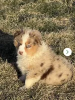 Dazzle, a female Miniature Australian Shepherd for sale in Lincoln, NE – 3 of 3