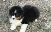 Buck, a male Miniature Australian Shepherd for sale in Lincoln, NE – 3 of 4