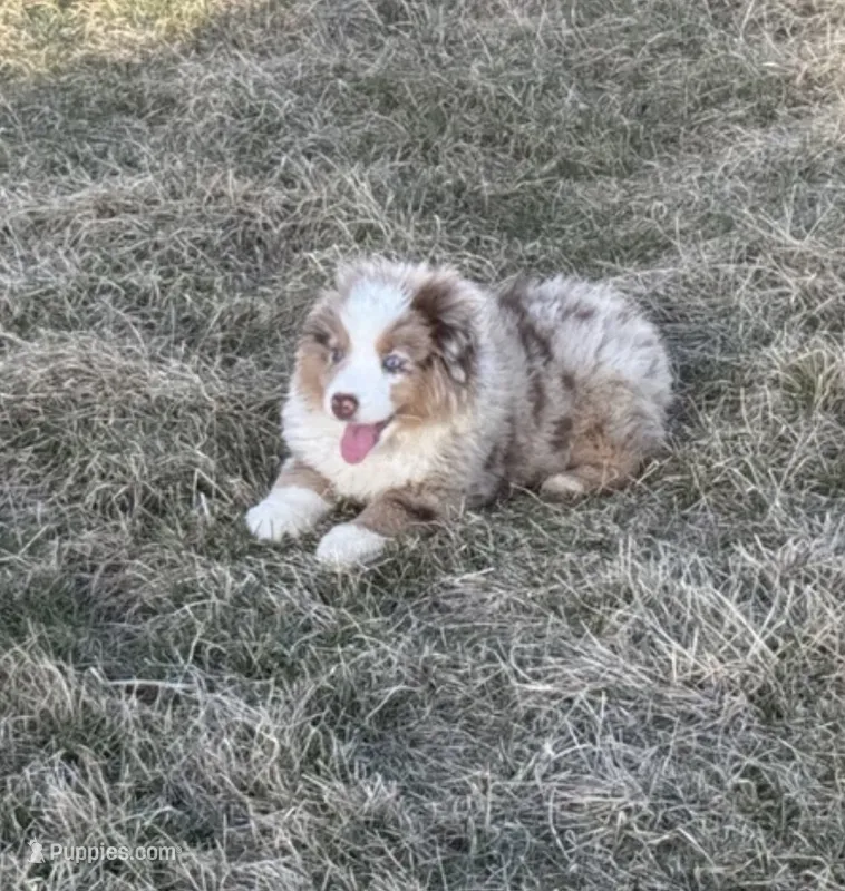 Prince – Miniature Australian Shepherd puppy for sale in Lincoln, NE
