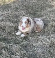 Prince, a male Miniature Australian Shepherd for sale in Lincoln, NE – 1 of 4