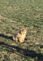 Bear, a male Miniature Australian Shepherd for sale in Lincoln, NE – 3 of 3