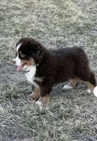 Blaze, a male Miniature Australian Shepherd for sale in Lincoln, NE – 2 of 3